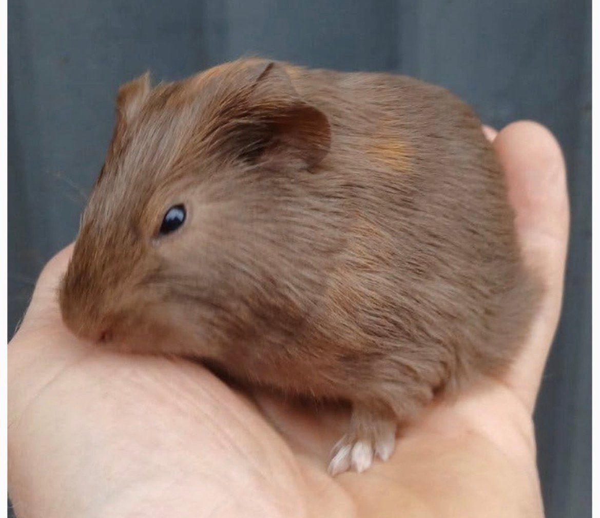 3 cavia’s (vrouwtjes) met alle toebehoren te koop, Dieren en Toebehoren, Cavia, Juli, Vrouwelijk, Tam