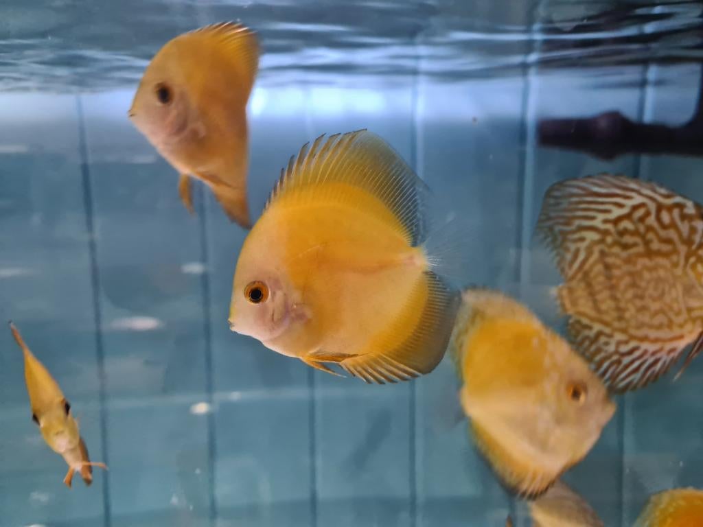 Yellow Pearl Diamond Discus, Symphysodon Discus, Dieren en Toebehoren, Vissen | Aquariumvissen, Vis, Zoetwatervis