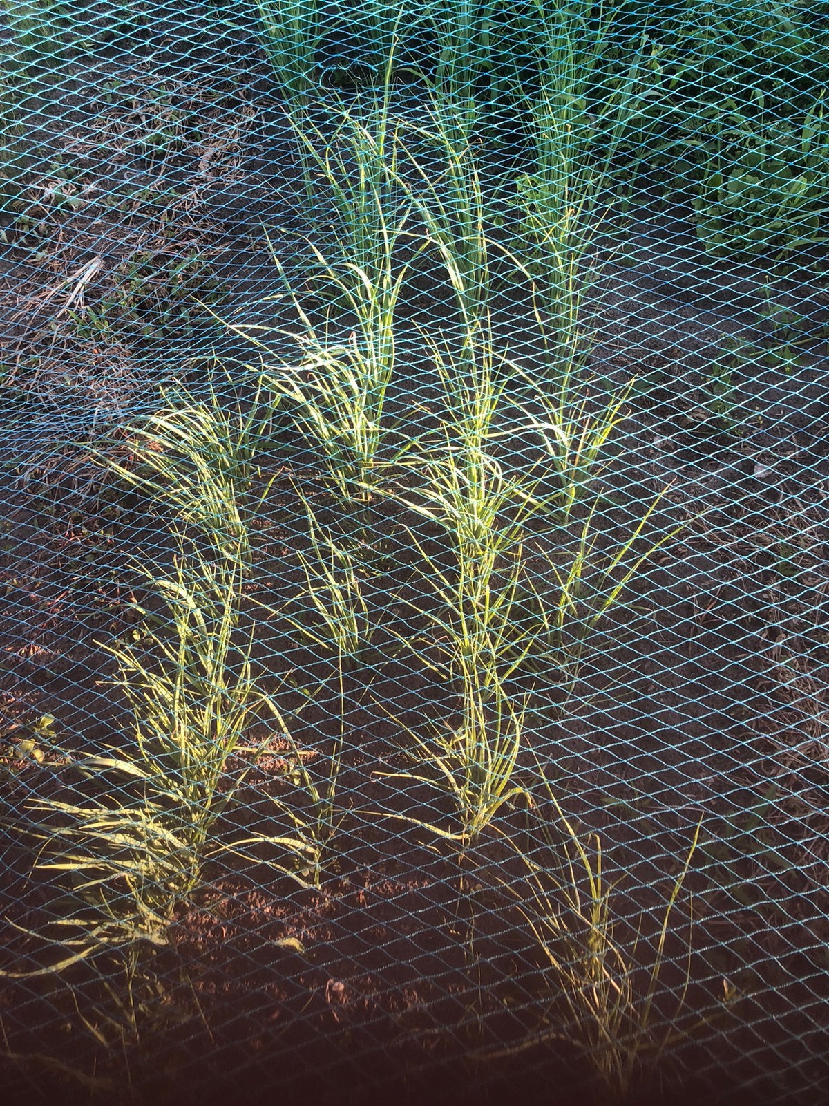 Preiplanten, Tuin en Terras, Planten | Tuinplanten, Ophalen of Verzenden