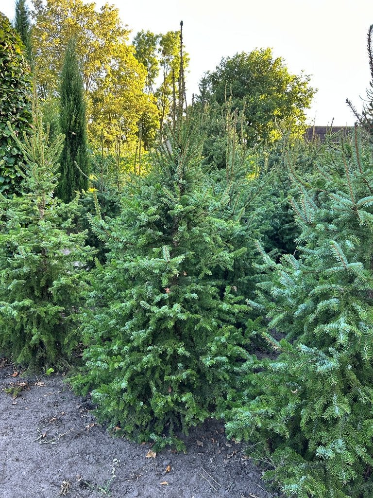 Kerstbomen "Picea omorika", Diversen, Kerst, Ophalen, Nieuw