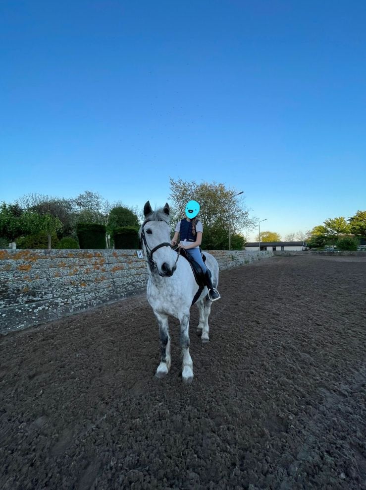 Lieve e-pony recreatief/mennen, Dieren en Toebehoren, Ruin, Recreatiepaard, Ingeënt