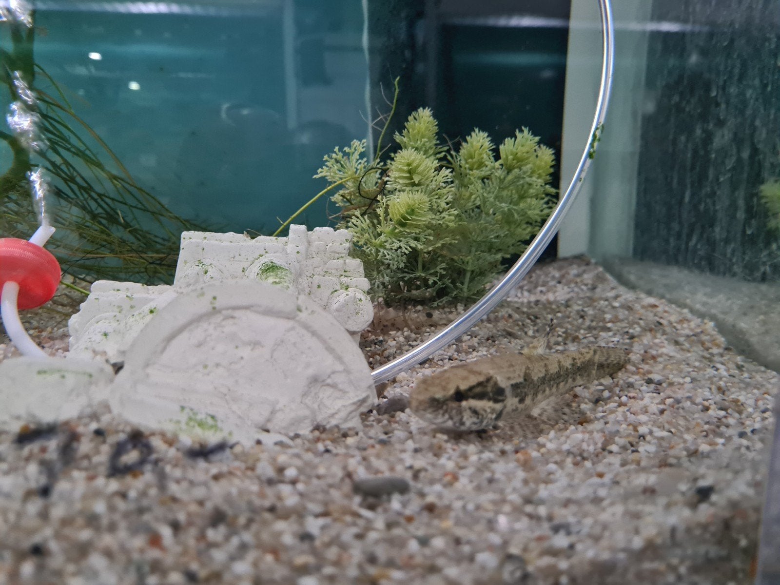 Hoplias Malabaricus, Wolfsvis, Forelzalm, Pataka, Dieren en Toebehoren, Vissen | Aquariumvissen, Vis, Zoetwatervis