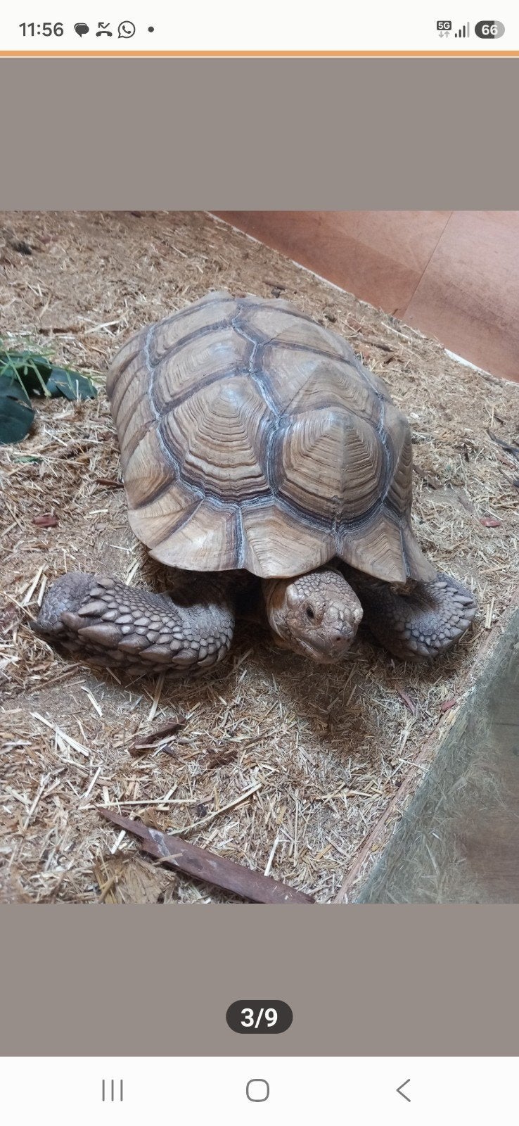 Sulcata, Dieren en Toebehoren, Reptielen en Amfibieën, Schildpad