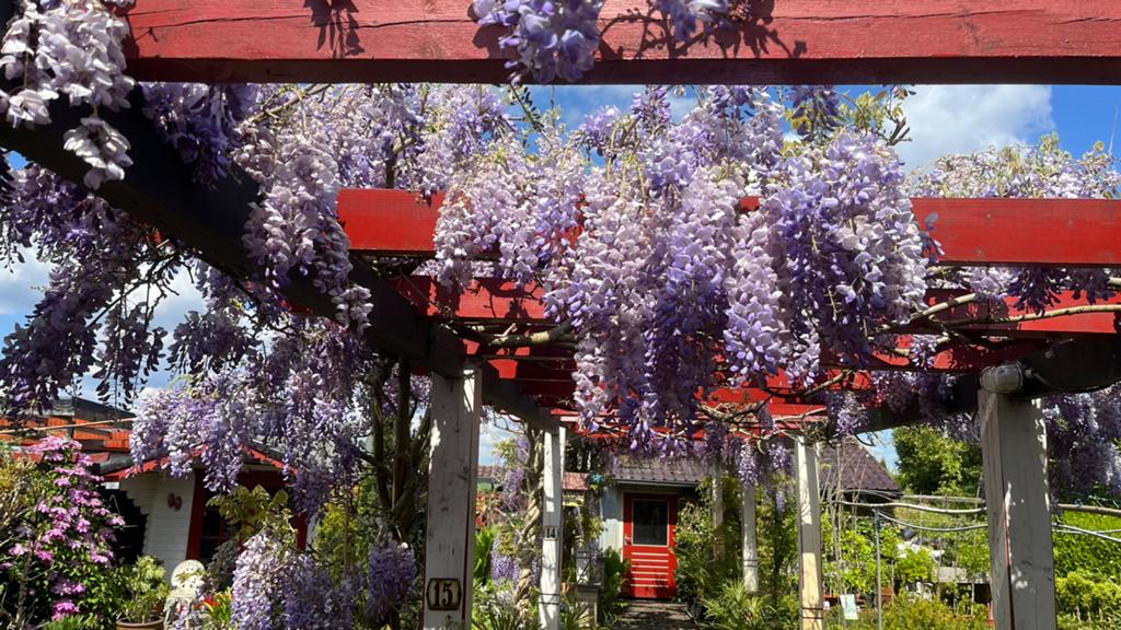 Wisteria (blauw) in potten, Tuin en Terras, Planten | Tuinplanten, Ophalen, Volle zon, Vaste plant, Klimplanten