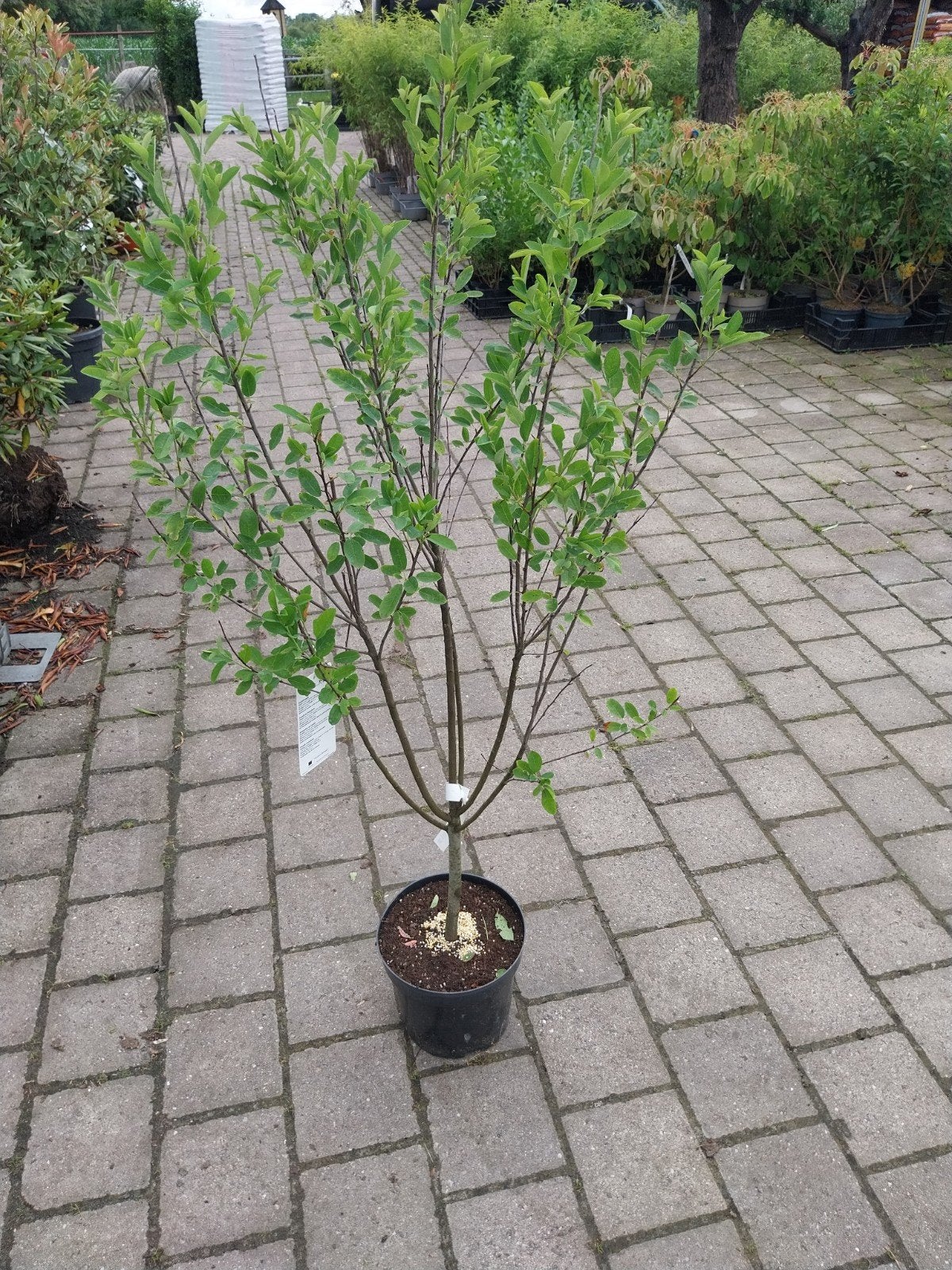 Amelanchier Rainbow Pillar - Prachtige Krentenboom, Overige soorten, Lente, 100 tot 250 cm, Ophalen
