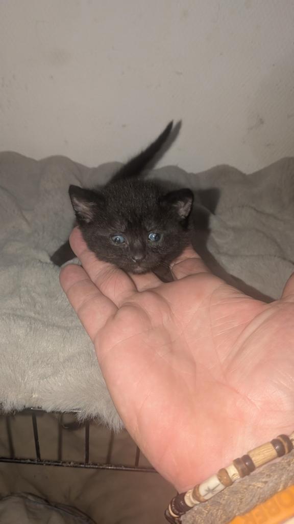 Tekoop zeer mooie kittens, Dieren en Toebehoren, Meerdere dieren