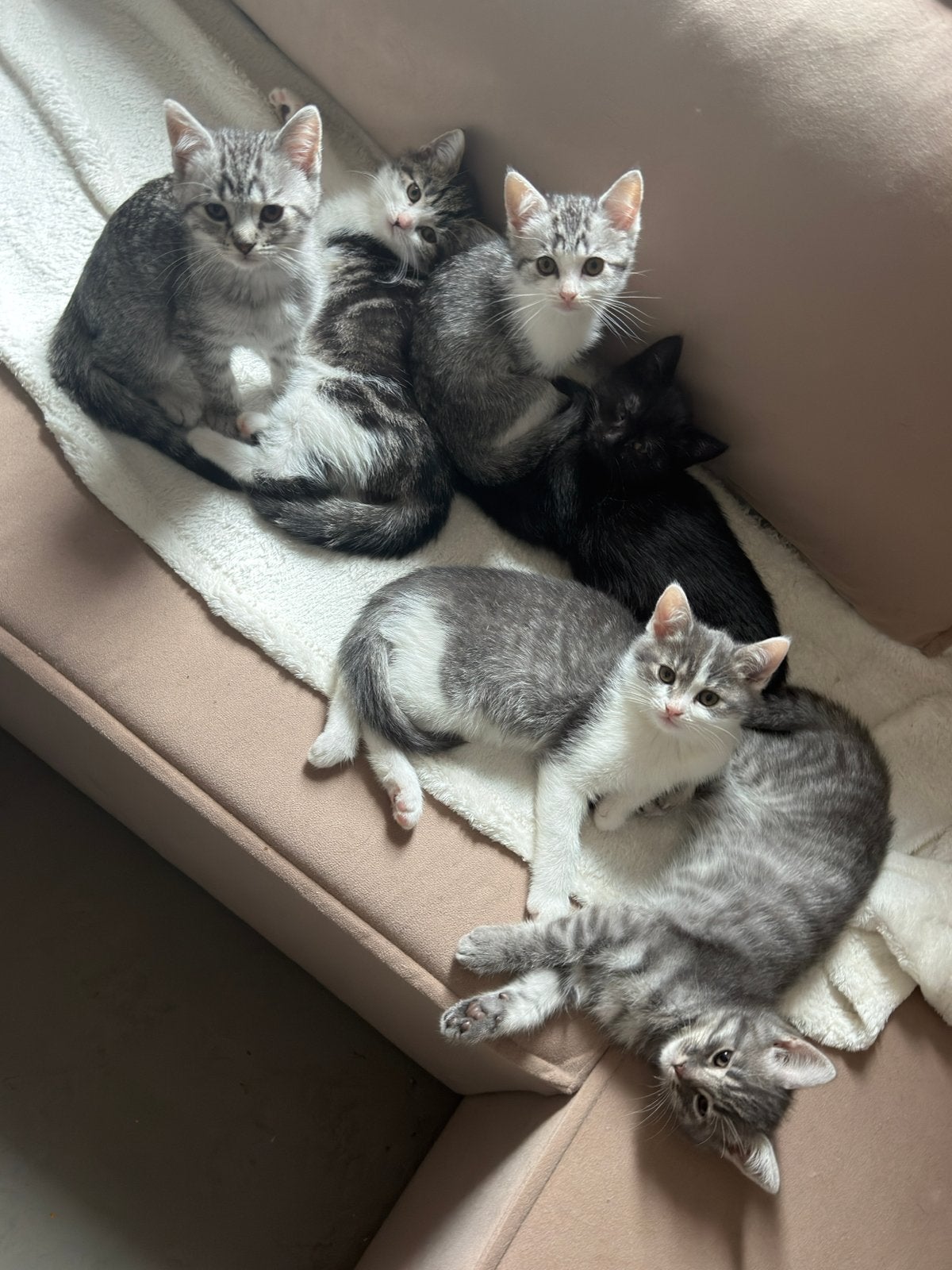 Kittens Britse korthaar x Europees korthaar, Meerdere dieren, Kortharig, 0 tot 2 jaar
