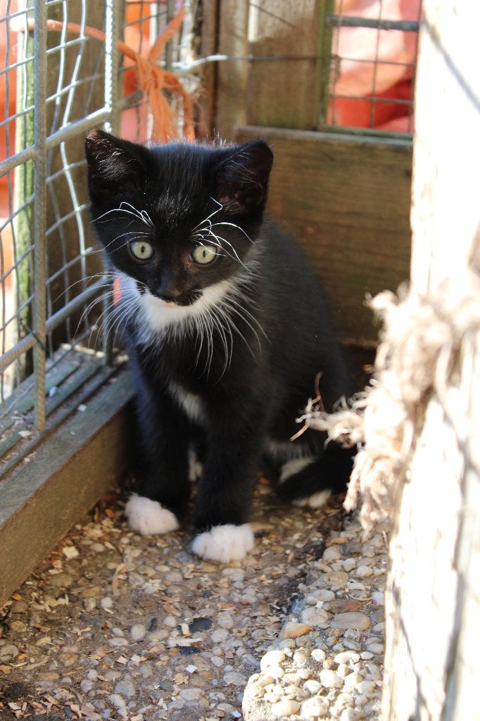 mooie lieve poesjes, Kater, Ontwormd, 0 tot 2 jaar