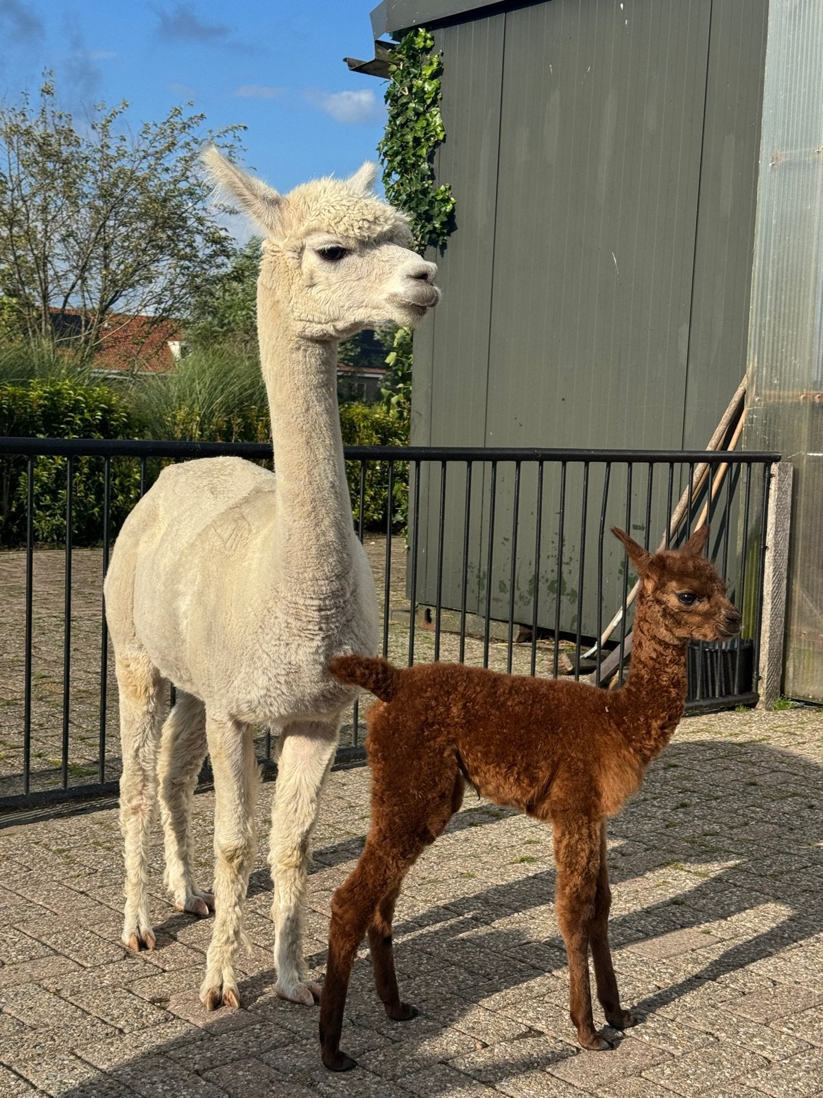 Kudde alpacas merries en hengsten - Te Koop, Dieren en Toebehoren, Overige Dieren, Januari, Meerdere dieren