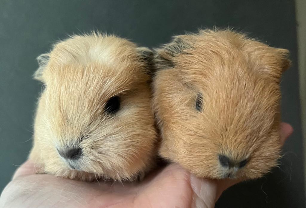 Ontzettend lieve cavia broertjes CH teddy California, Cavia, Mannelijk, Mei, Tam
