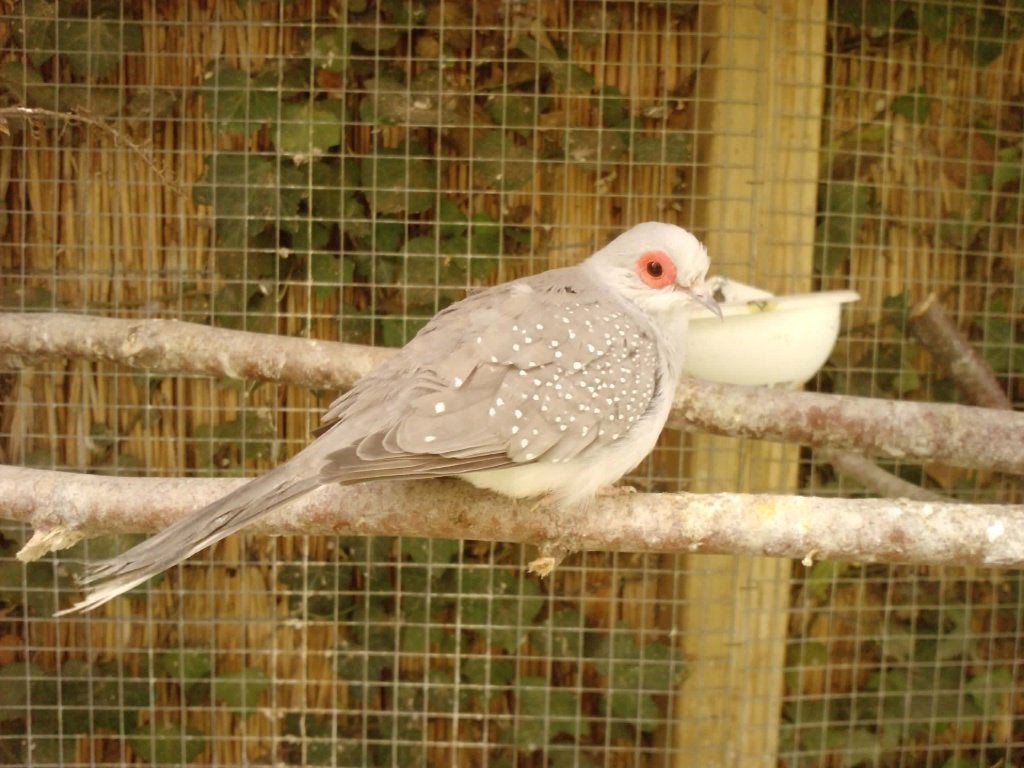 Bonte diamantduif | Tropische vogels | Volièrevogels, Dieren en Toebehoren, Vogels | Duiven, Meerdere dieren, Overige soorten