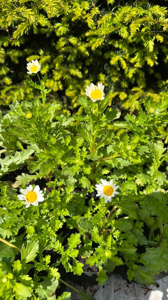 Kleine margriet, Tuin en Terras, Planten | Tuinplanten, Ophalen of Verzenden, Overige soorten, Volle zon