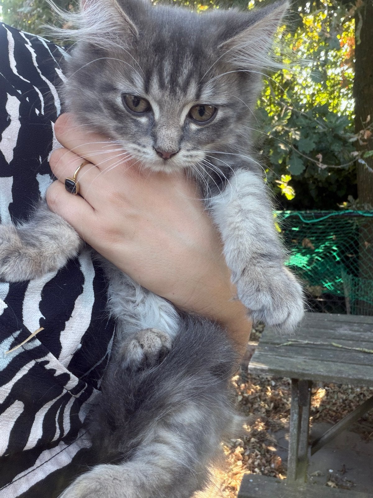 kittens zoeken forever home, Meerdere dieren, Ontwormd, 0 tot 2 jaar