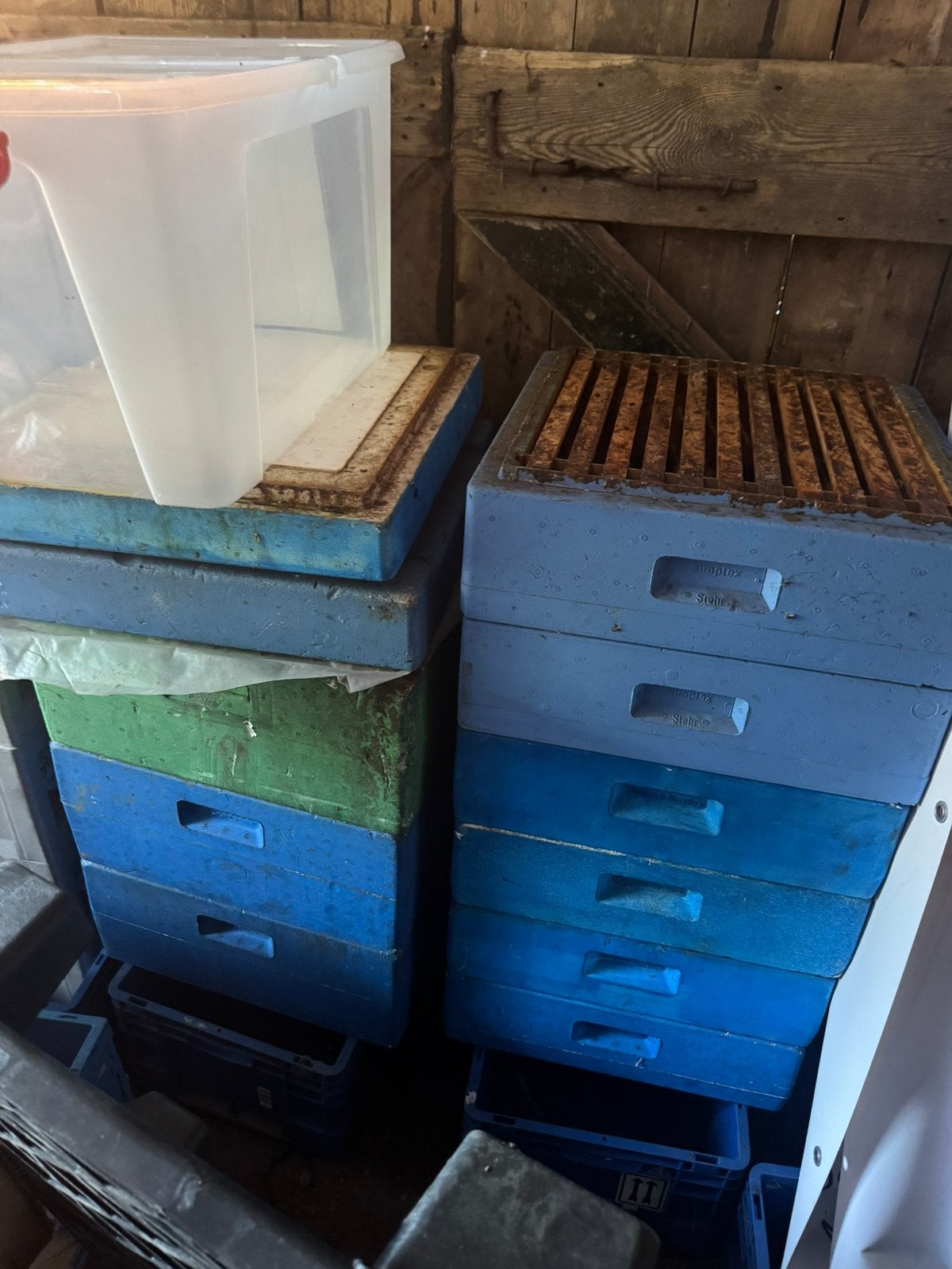 Te koop gevraagd Segeberger simplex, Dieren en Toebehoren, Insecten en Spinnen, Bijen