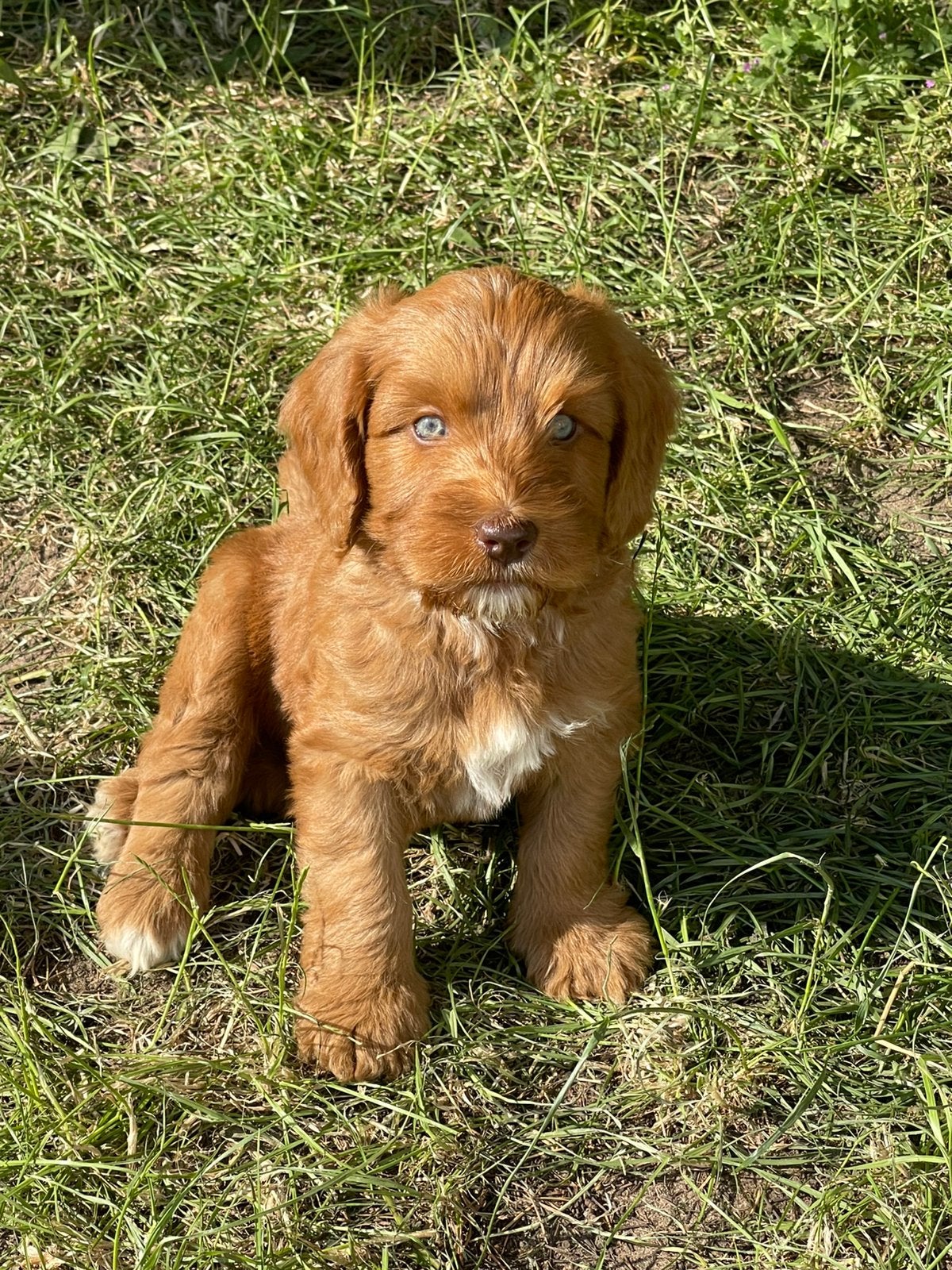Blauwe ogen Labradoodle F3 Multigen pups Poedel x Labrador, Overige rassen, 8 tot 15 weken, Parvo, Meerdere