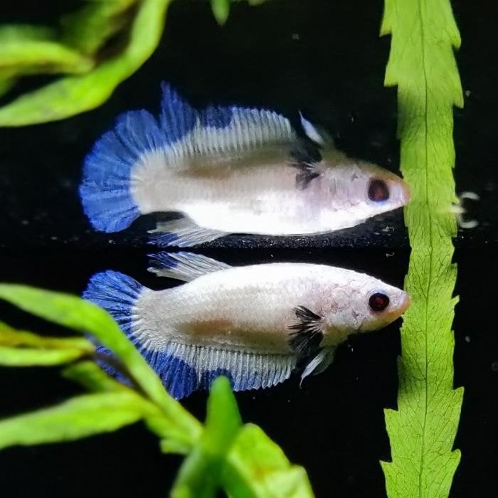 betta splendens vrouw, Vis