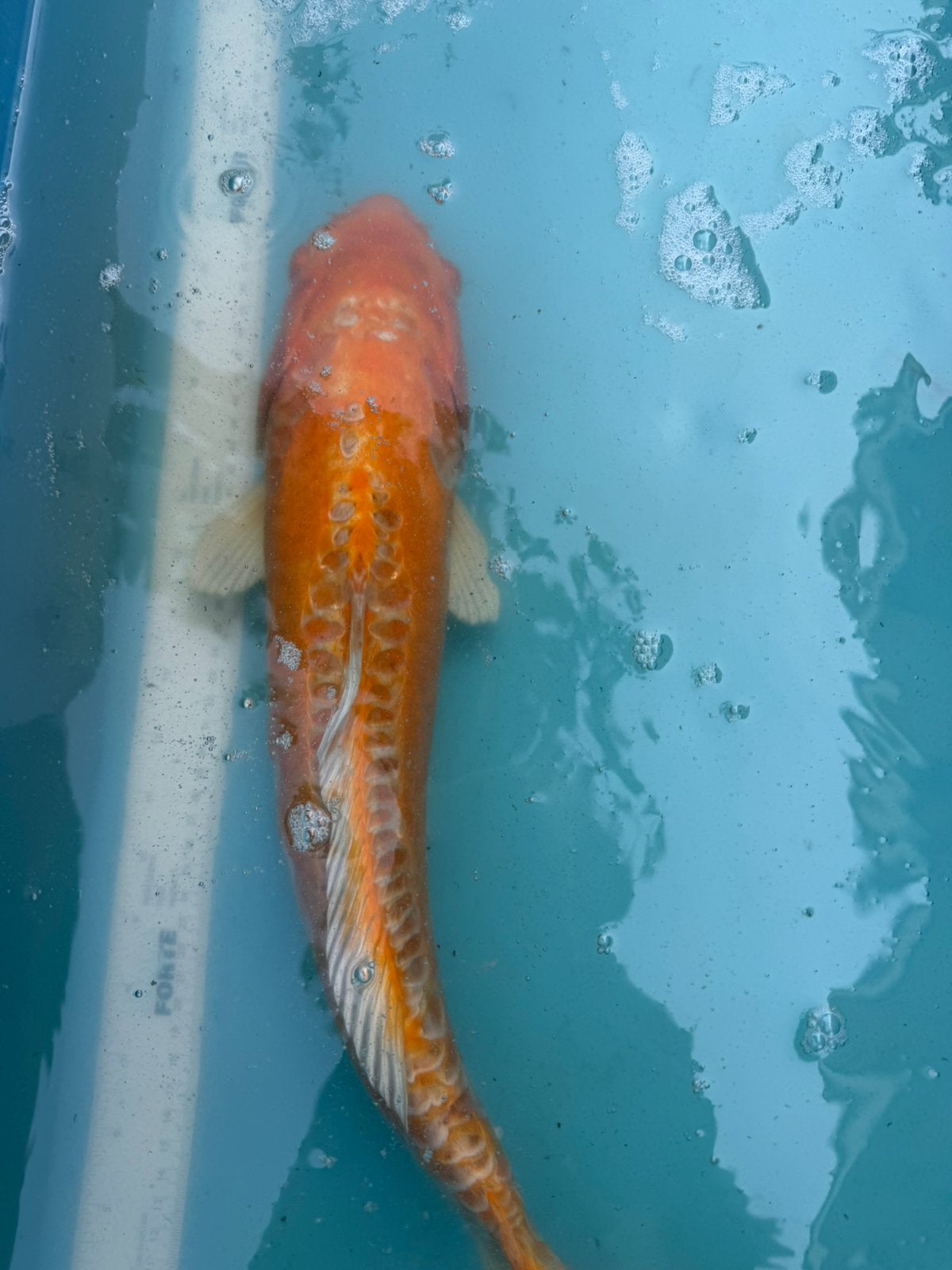 Doitsu Orenji Ogon koi, Dieren en Toebehoren, Vissen | Vijvervissen, Karper of Koi