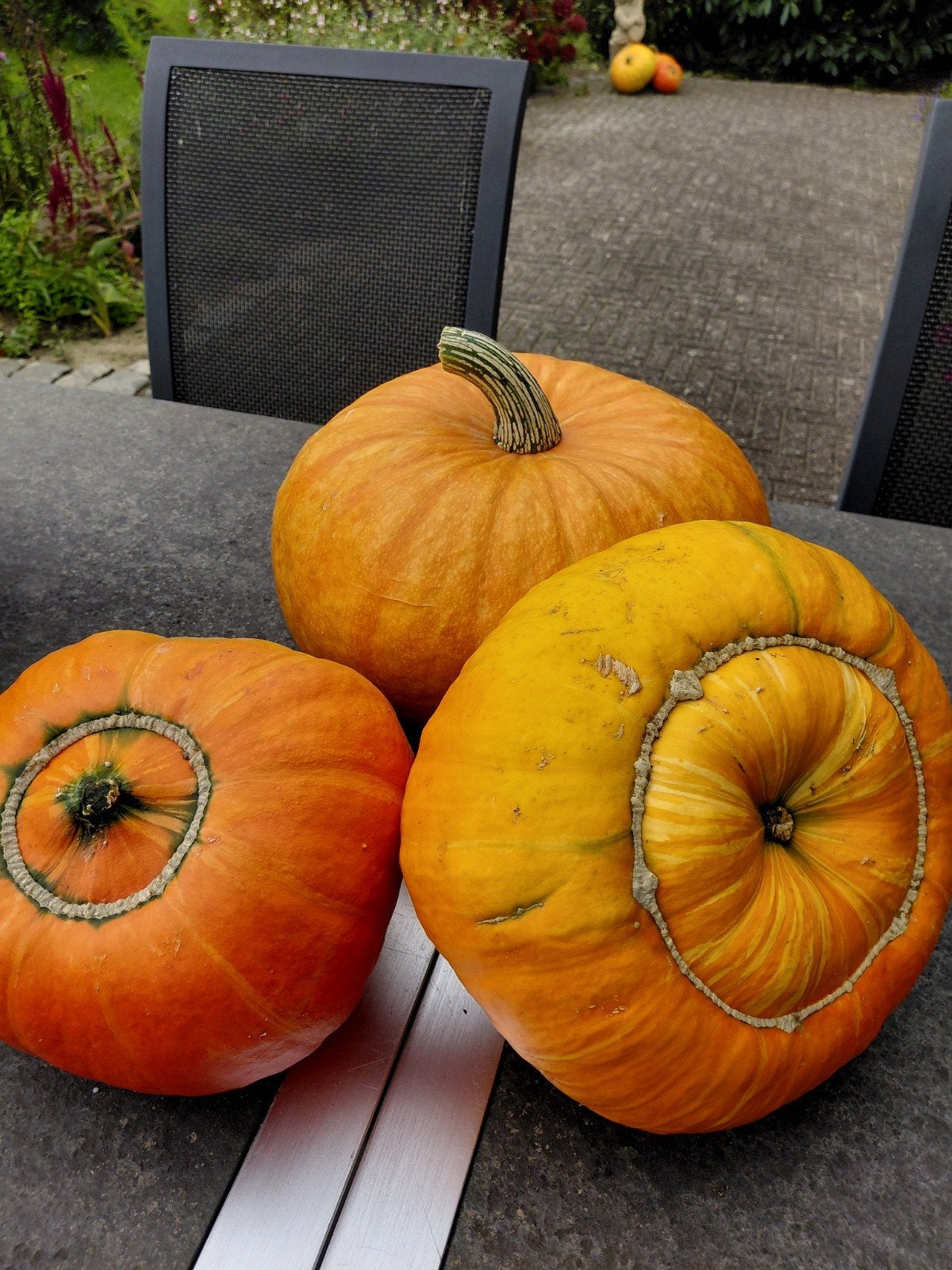 Pompoenen groot voor decoratie of halloween, Tuin en Terras, Ophalen, Overige soorten, Volle zon