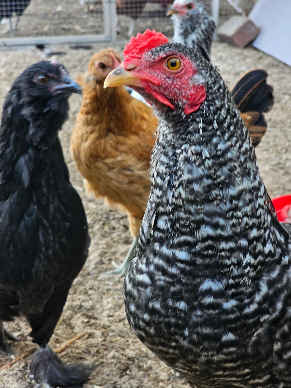 Kruising araucana haantje., Dieren en Toebehoren, Mannelijk, Kip
