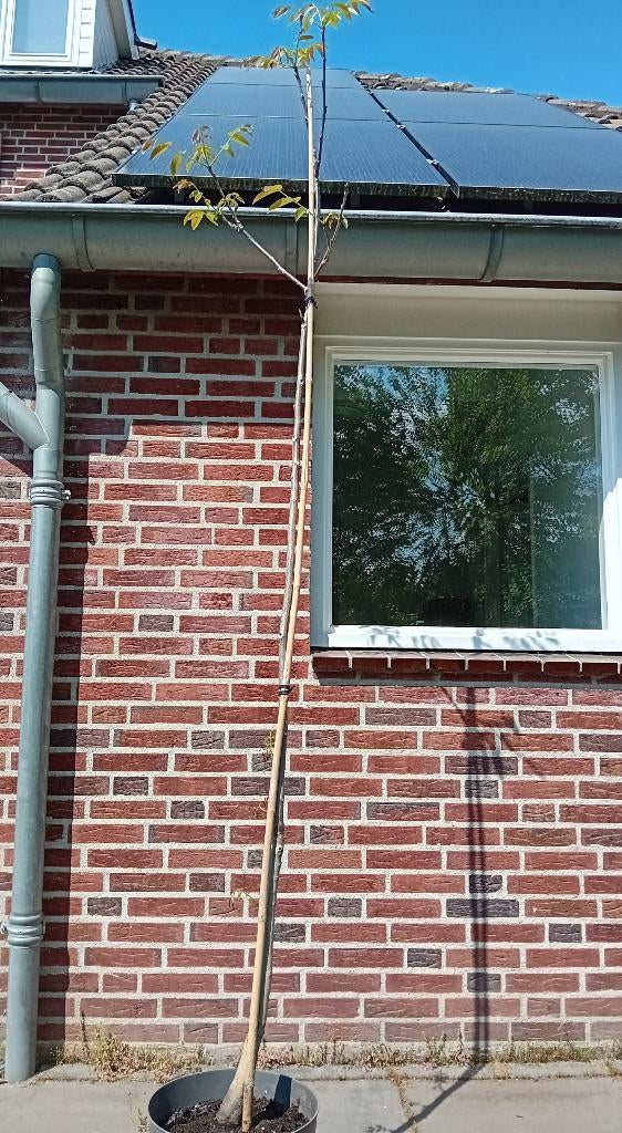 Walnotenboom van kweker, Ophalen, 100 tot 250 cm, In pot, Walnotenboom