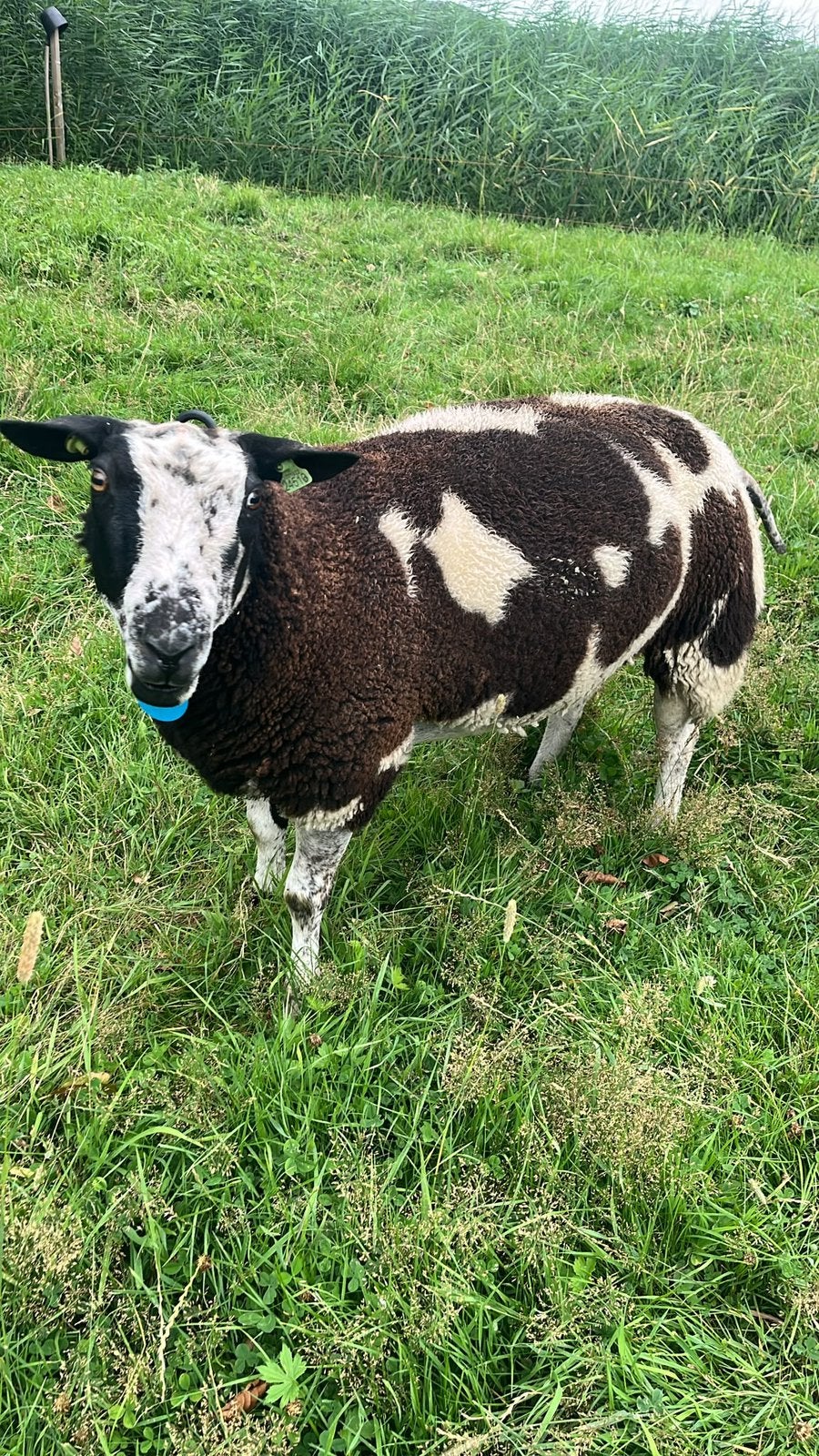 Koppel nederlandse bonte schapen, Dieren en Toebehoren, Meerdere dieren, Schaap