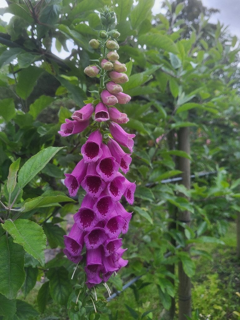 Zaden Digitalis donkerroze met donker hart, Ophalen of Verzenden, Volle zon