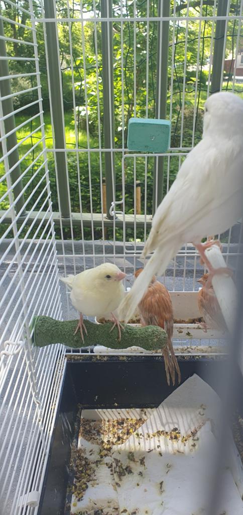Witte kanarie/rood agaat kanaries, Dieren en Toebehoren, Vogels | Kanaries, Meerdere dieren, Kleurkanarie