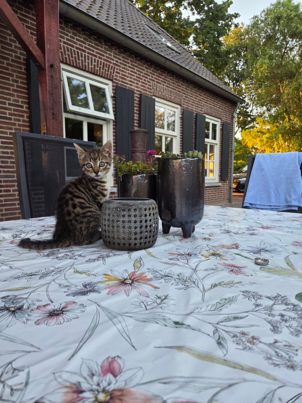 Boederij kitten 9 wkn oud   nog 1  te koop, Kater, Kortharig, 0 tot 2 jaar