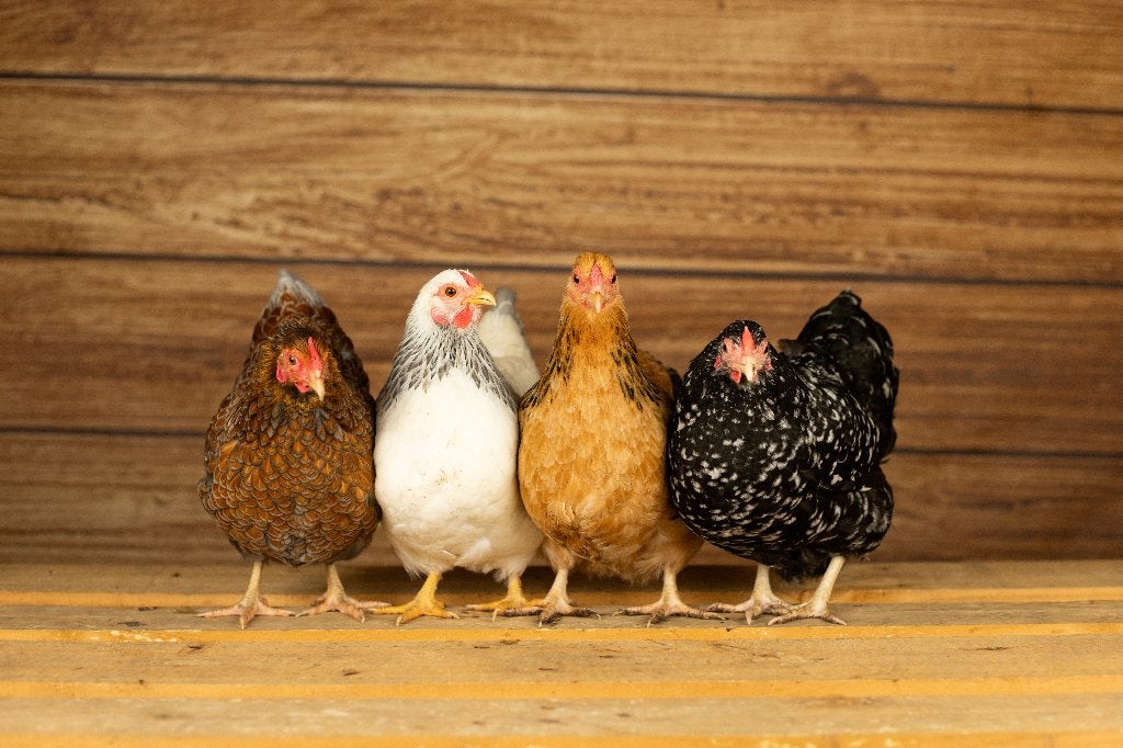Wyandotte krielkip | Tamme kippen | Passend advies, Dieren en Toebehoren, Meerdere dieren, Kip