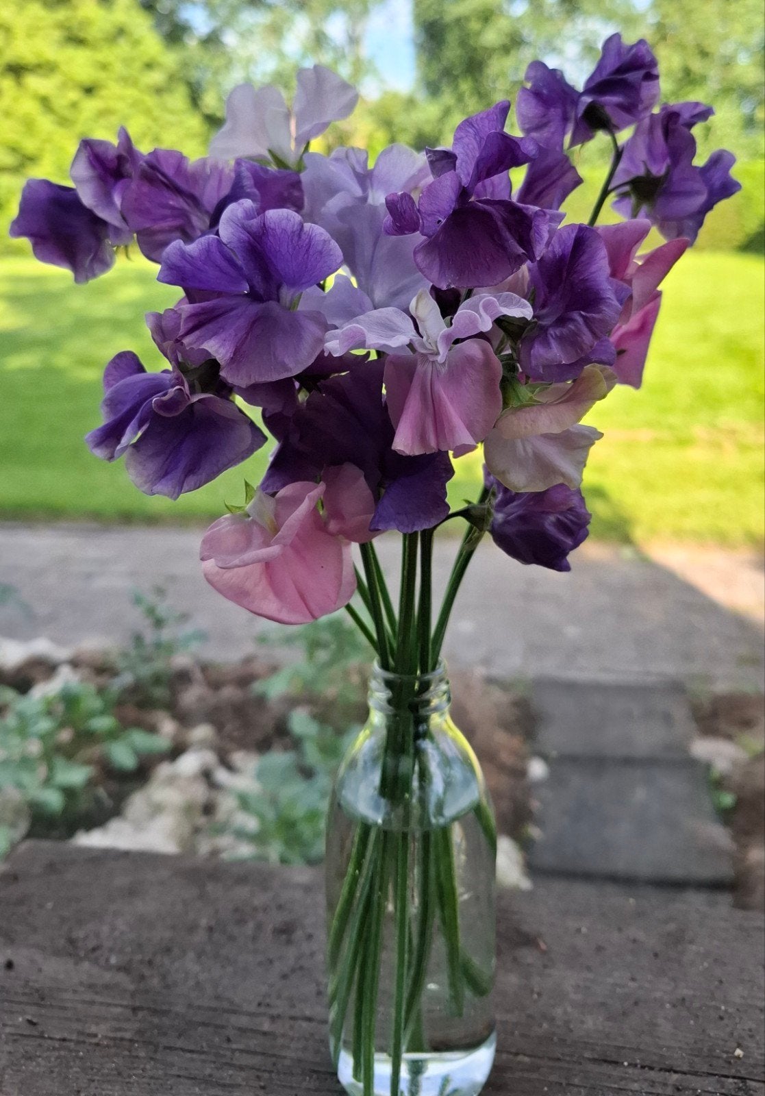 Lathyrus en Gloriosa ., Ophalen, Volle zon, Eenjarig, Klimplanten