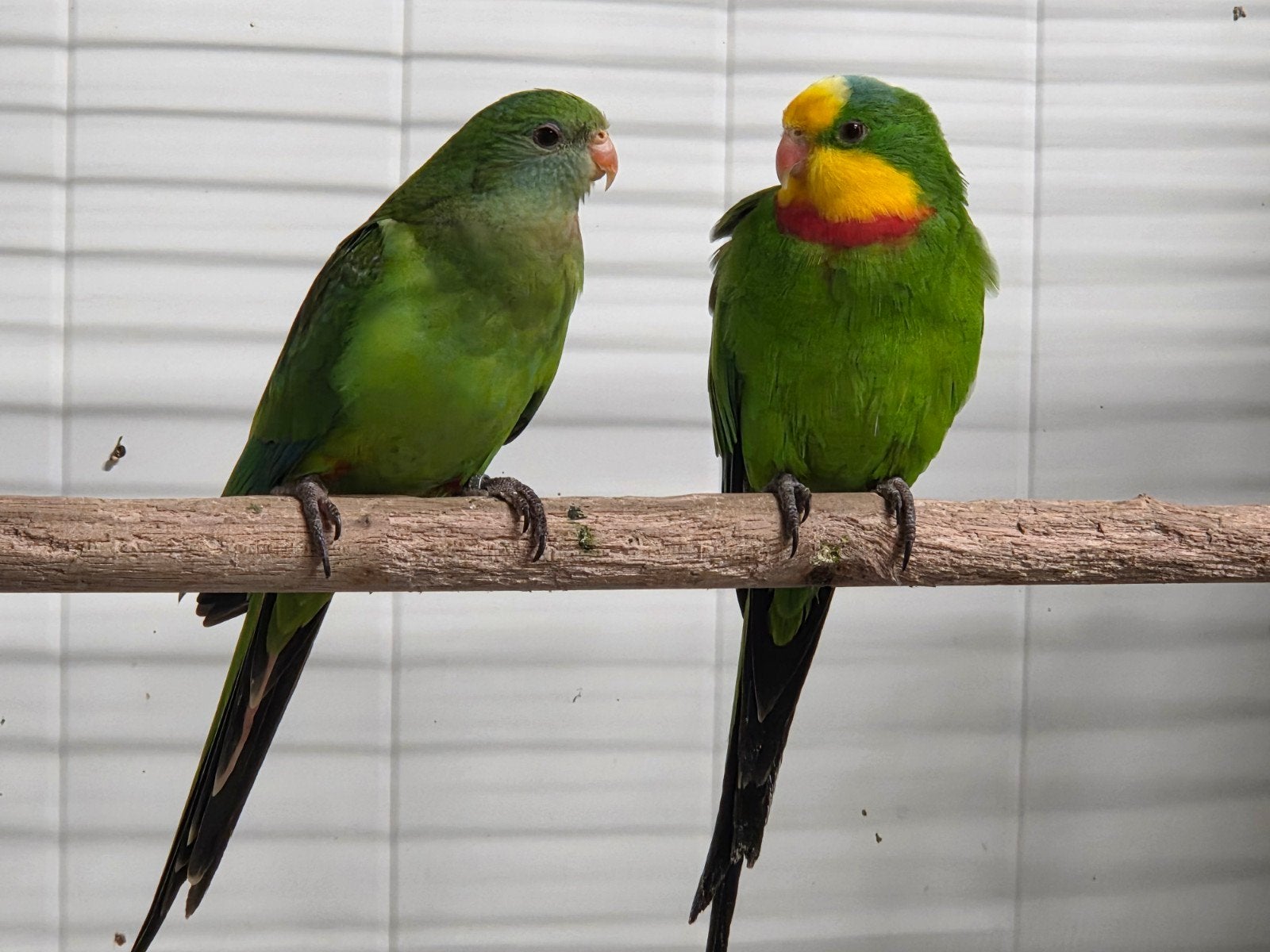 Koppel Barraband parkieten, Dieren en Toebehoren, Vogels | Parkieten en Papegaaien, Meerdere dieren, Parkiet
