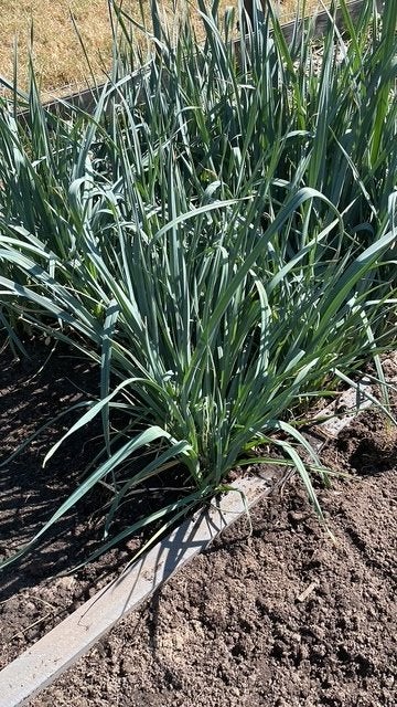 prei planten, Tuin en Terras, Planten | Tuinplanten, Ophalen, Overige soorten, Volle zon