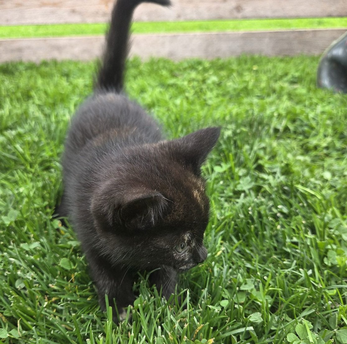 Lieve boerderij kittens, Dieren en Toebehoren, Meerdere dieren