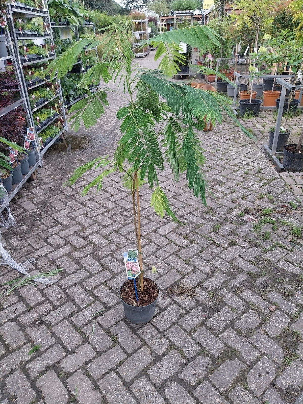 Albizia Ombrella - Perzische Slaapboom in pot, Overige soorten, 100 tot 250 cm, Zomer, Ophalen