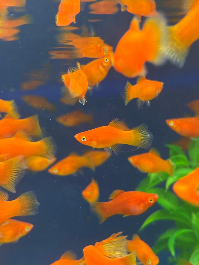 Koraalplaty's (Xiphophorus maculatus), Vis, Zoetwatervis