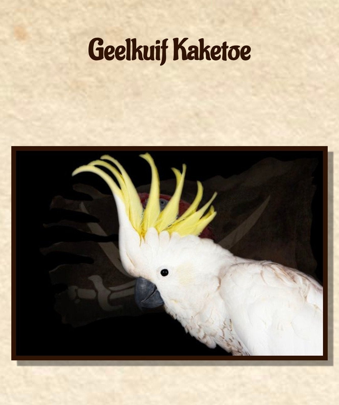 ik zoek een geelkuif kaketoe, Vrouwelijk, Papegaai