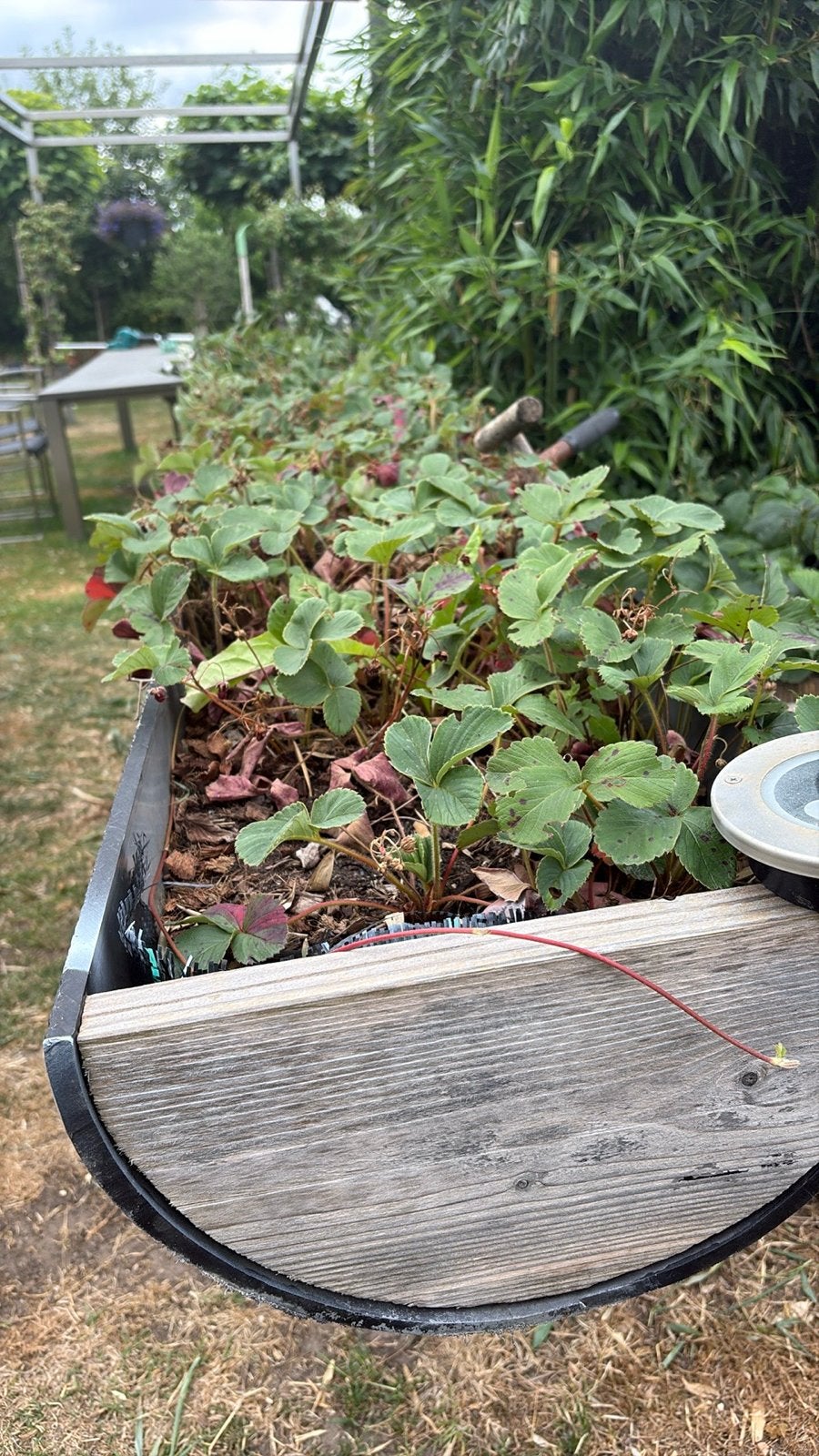 Tuin/ plantenbakken halve buizen 2x voor aardbeien 3 meter, Tuin en Terras, Planten | Tuinplanten, Ophalen, Volle zon, Vaste plant