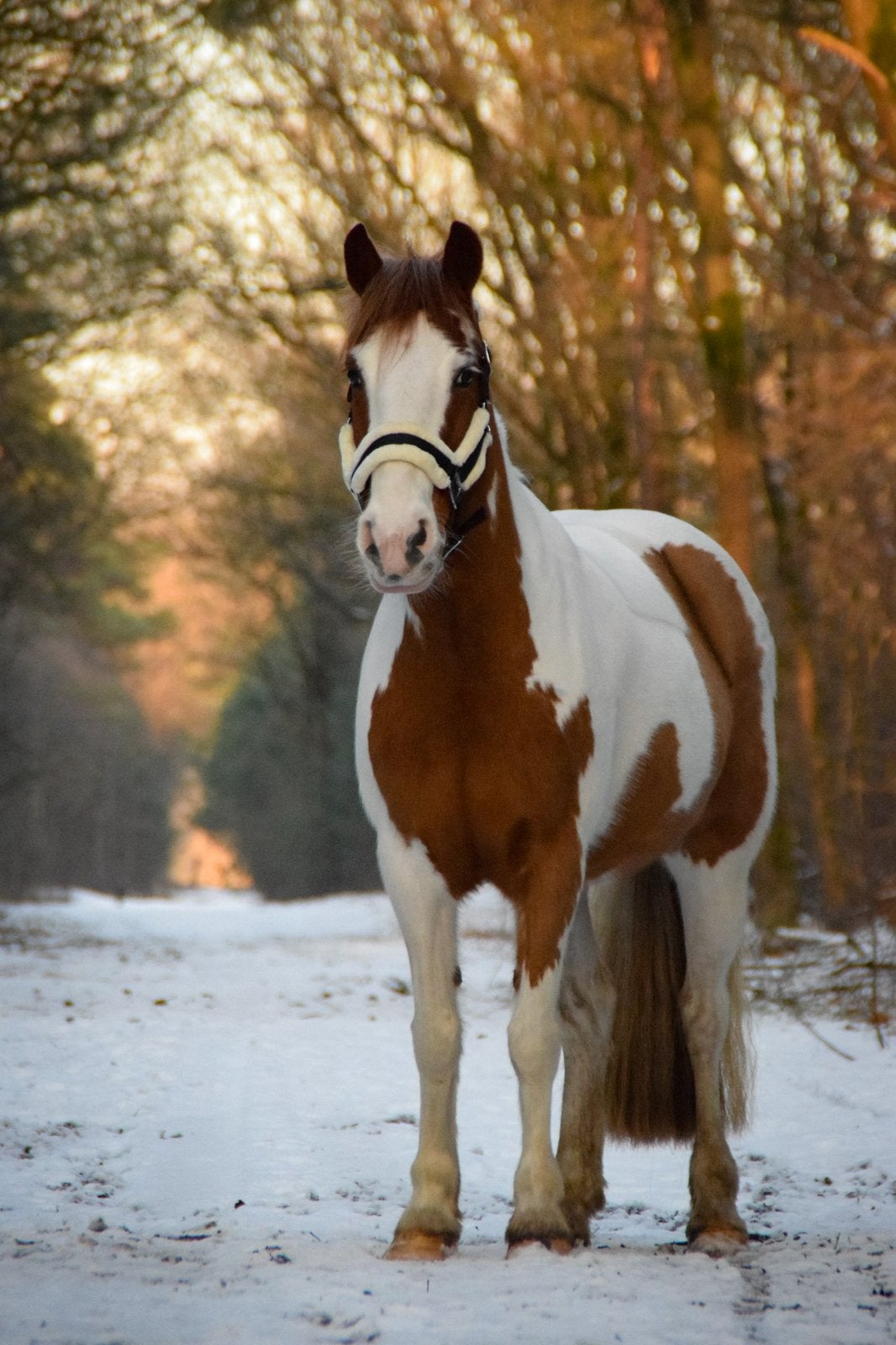 Allerbraafste 12 jarige c pony merrie, Merrie