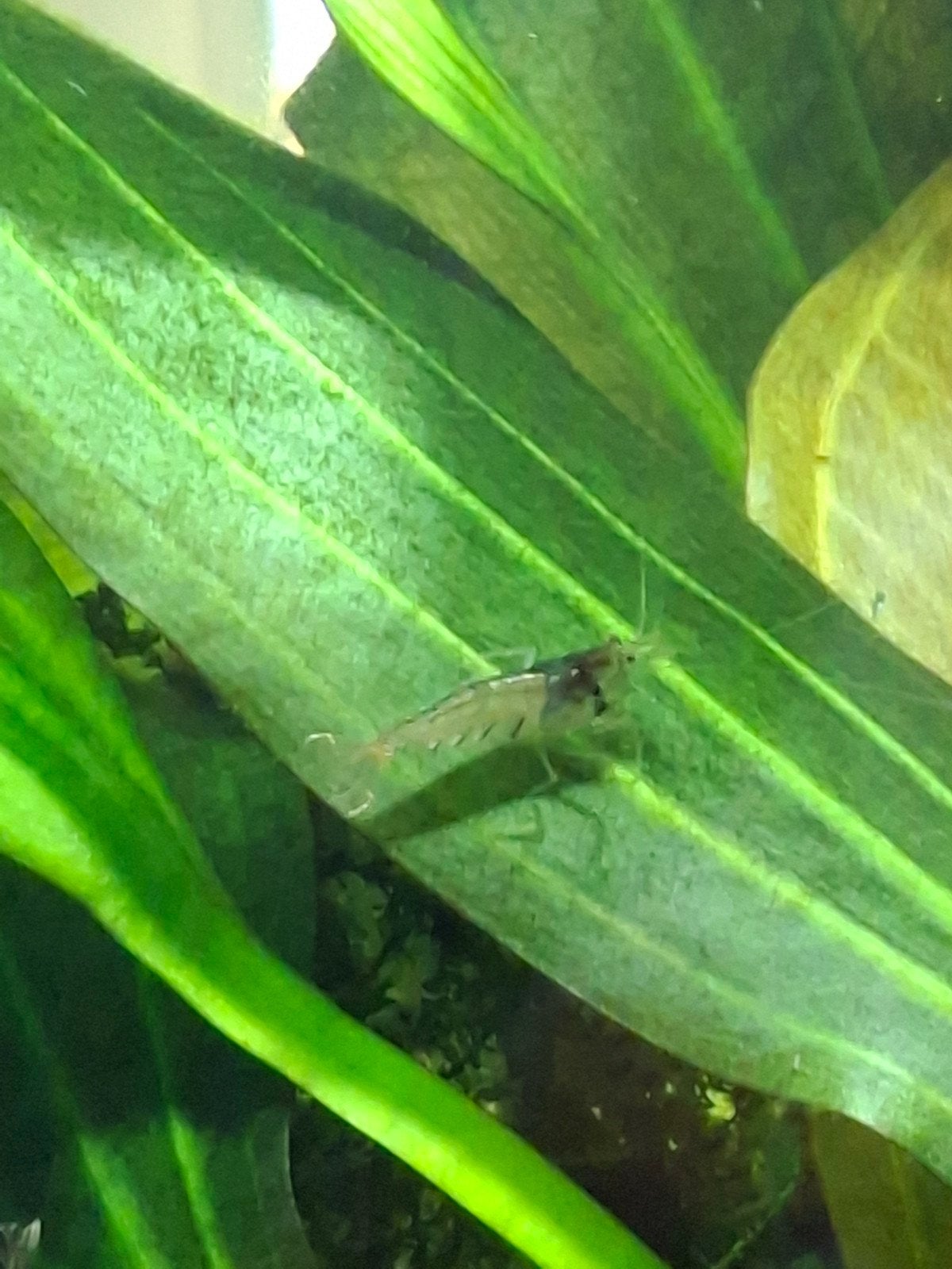 Mini Japonica garnalen, Kreeft, Krab of Garnaal, Zoetwatervis, Schoolvis