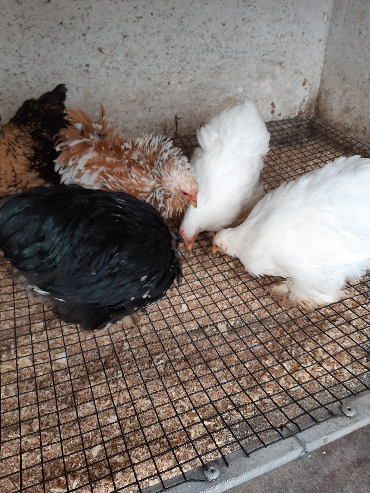 Cochin kriel kippen, Dieren en Toebehoren, Vrouwelijk, Kip