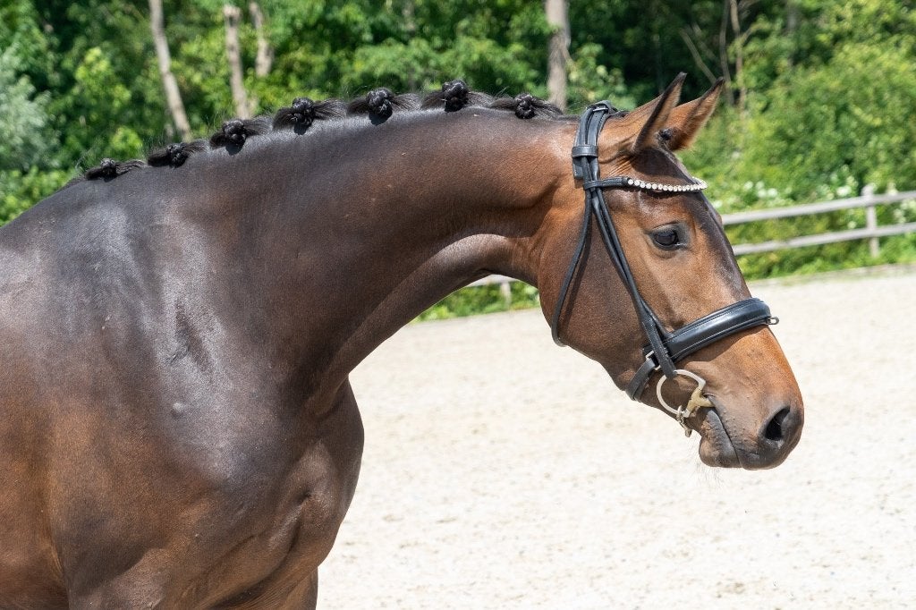 Luxe 4-jarige merrie van Hitmaker, Merrie, Met stamboom, Dressuurpaard, 3 tot 6 jaar