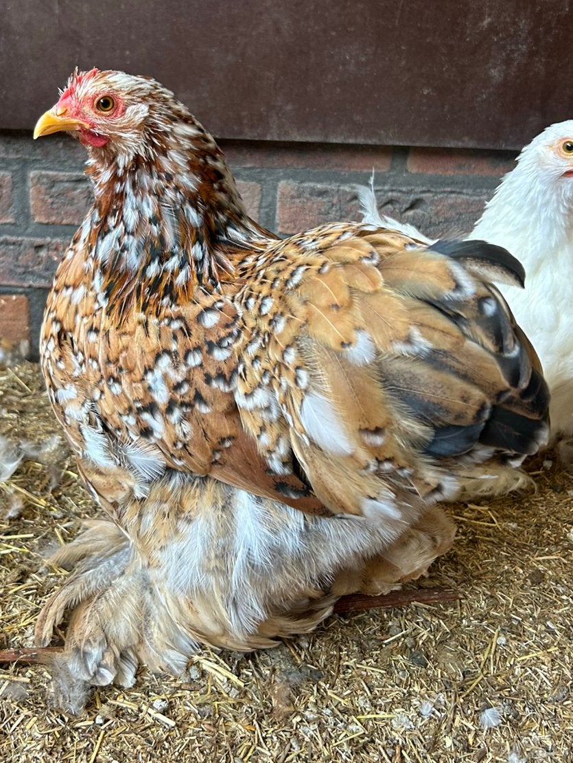 Cochin kriel Porselein, Dieren en Toebehoren, Pluimvee, Meerdere dieren, Kip