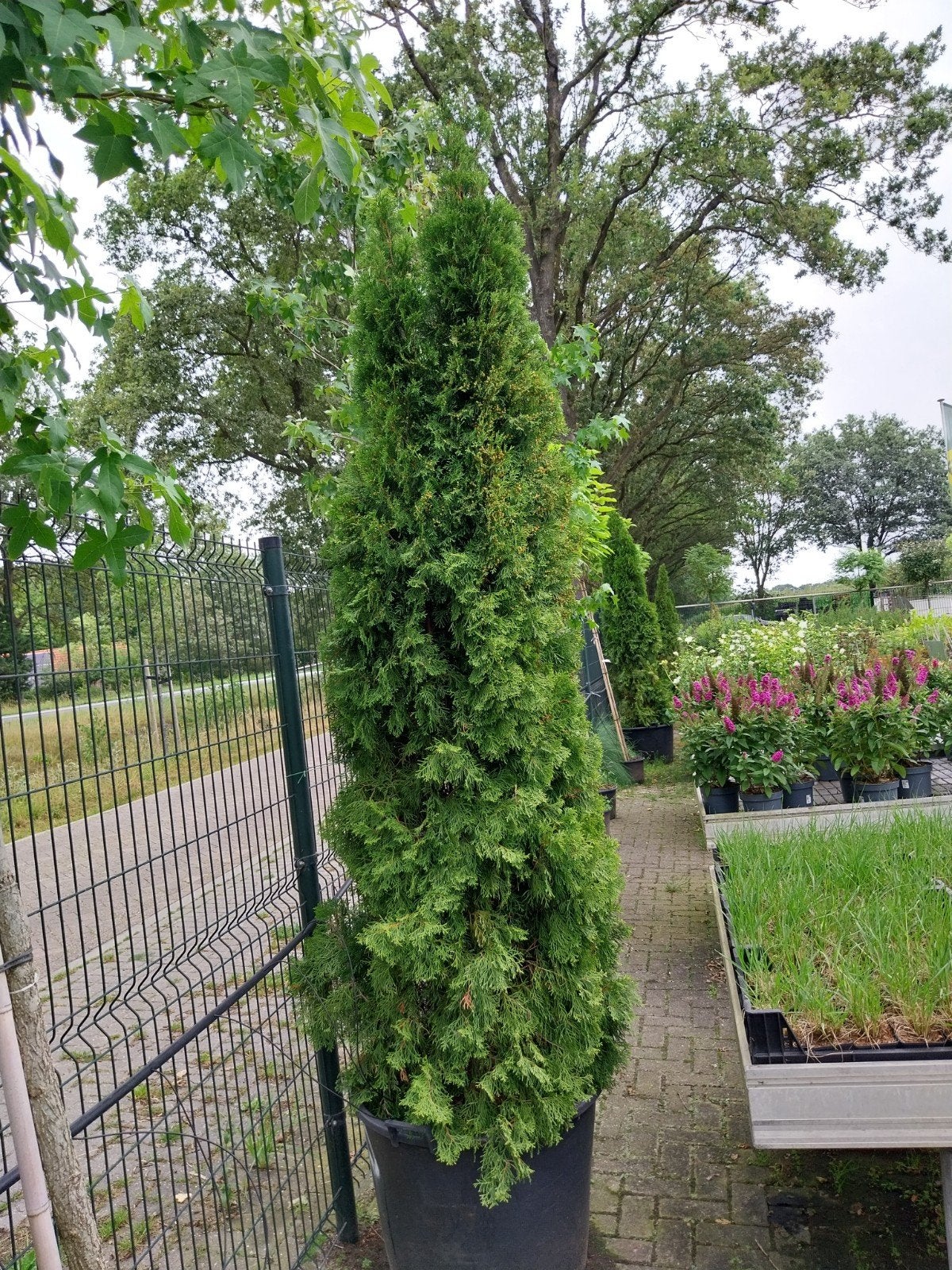 Thuja Smaragd - Groene Conifeer voor Privacy en Sier, Volle zon, Vaste plant, Bloeit niet, Ophalen