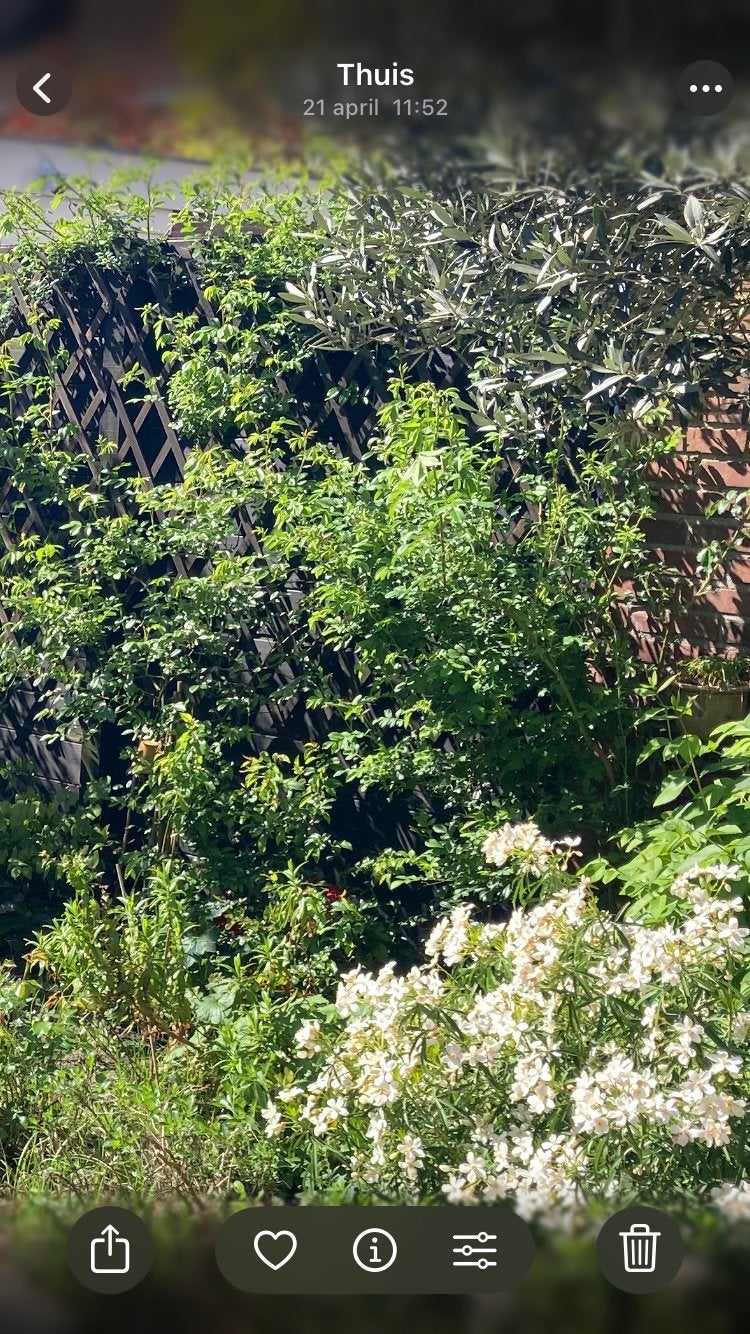 Roos fujianensis, Tuin en Terras, Ophalen, Overige soorten, Struik, 100 tot 250 cm