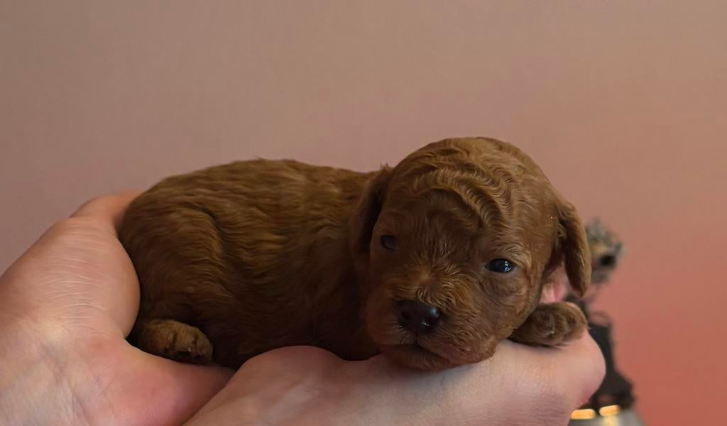 Toypoedel puppys toypoedel, Dieren en Toebehoren, Honden | Chihuahua's en Gezelschapshonden, Poedel, Parvo, 8 tot 15 weken, Meerdere