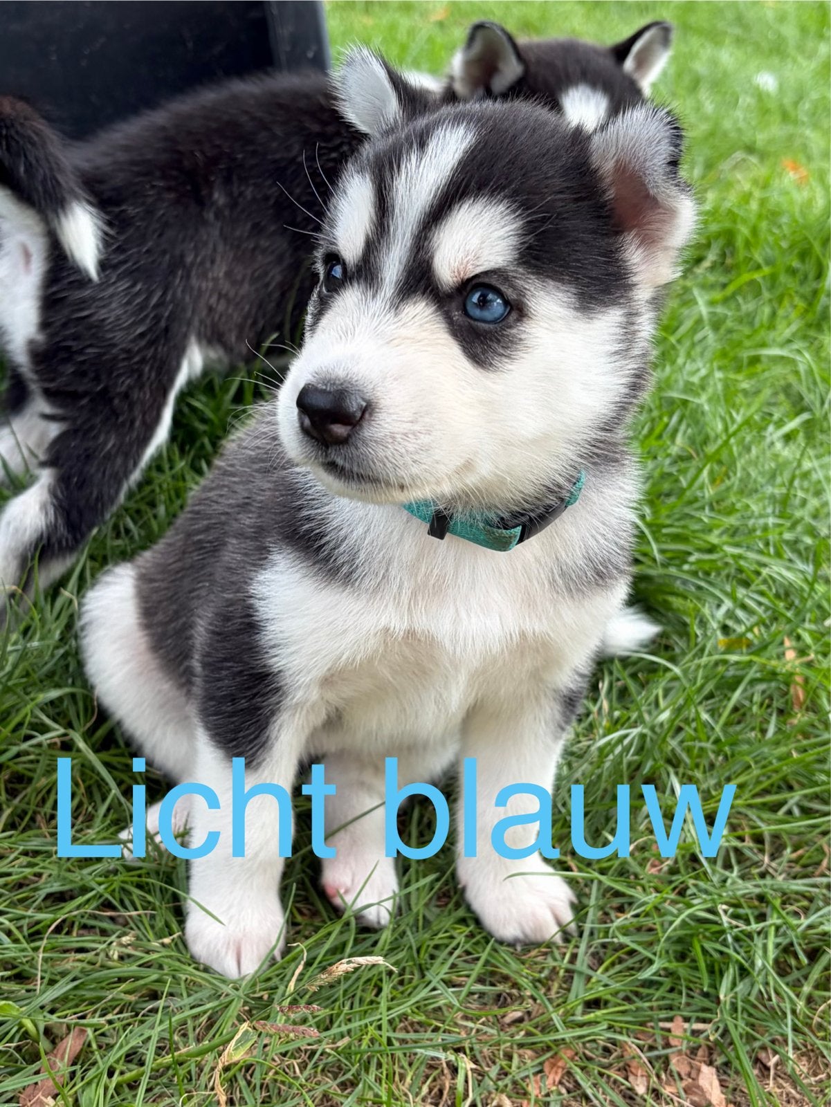 Nog maar 3 Husky pups te koop, Parvo, 8 tot 15 weken, Meerdere, Meerdere dieren