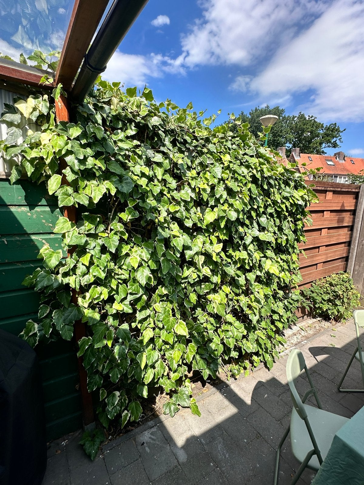 Klimop (Hedera helix) - zelf eruit halen!, Tuin en Terras, Ophalen, Vaste plant, Bloeit niet, Halfschaduw