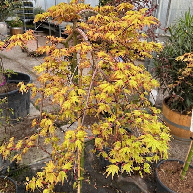 Japanse Esdoorn of Acer in diverse soorten, Tuin en Terras, Ophalen of Verzenden, In pot, Minder dan 100 cm