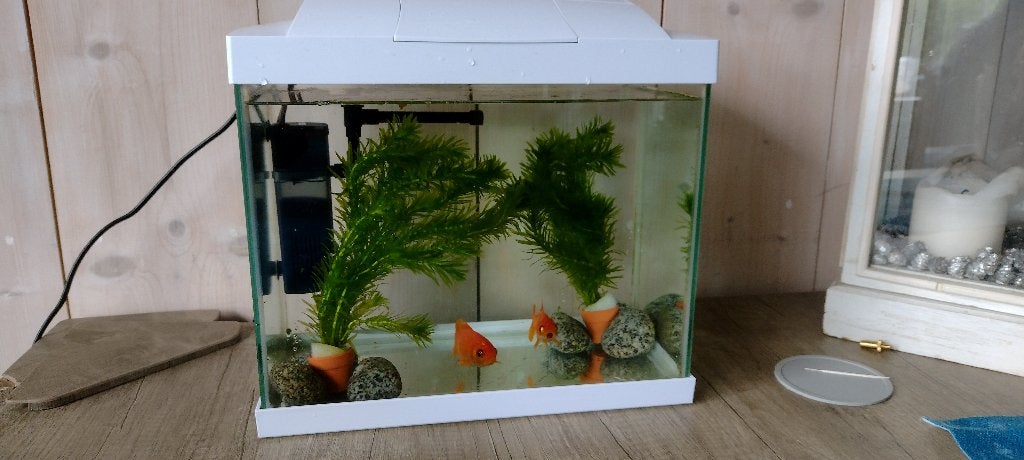 Aquarium met 2 goudvissen, Goudvis(sen)