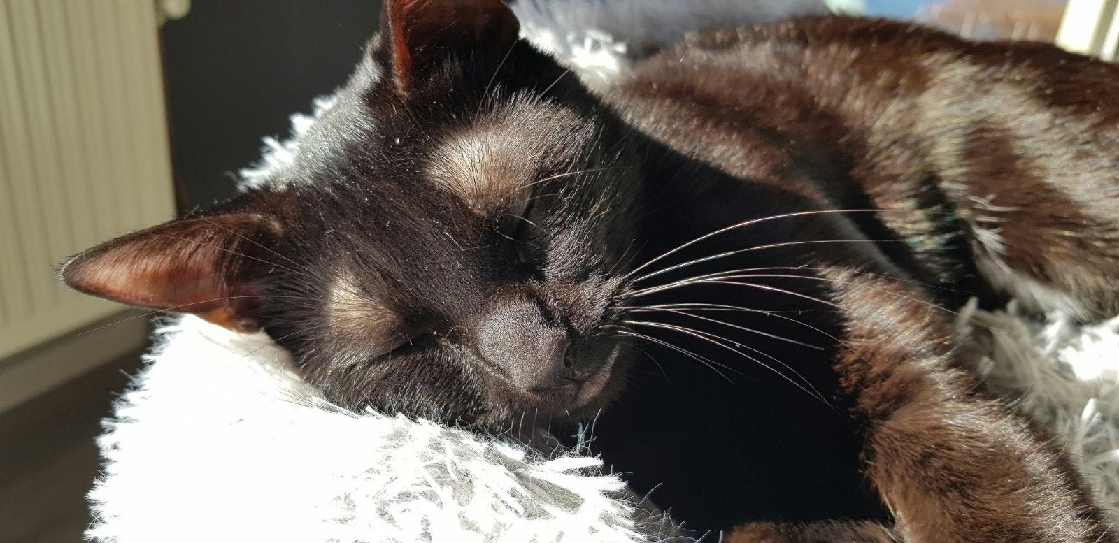 liefdevol huis gezocht voor onze lieve Cleo️, Dieren en Toebehoren, Poes, 3 tot 5 jaar